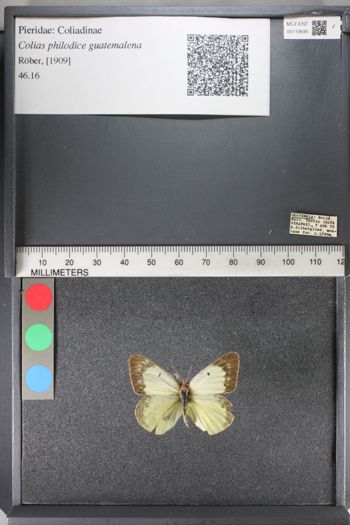 Media type: image;   Entomology 119695